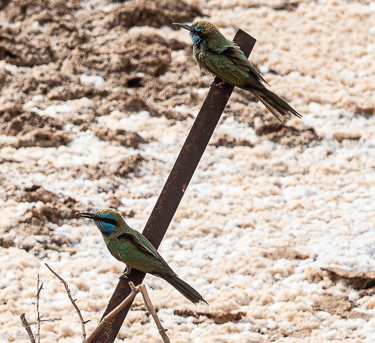 Arabian Green Bee-eater - ML636952467