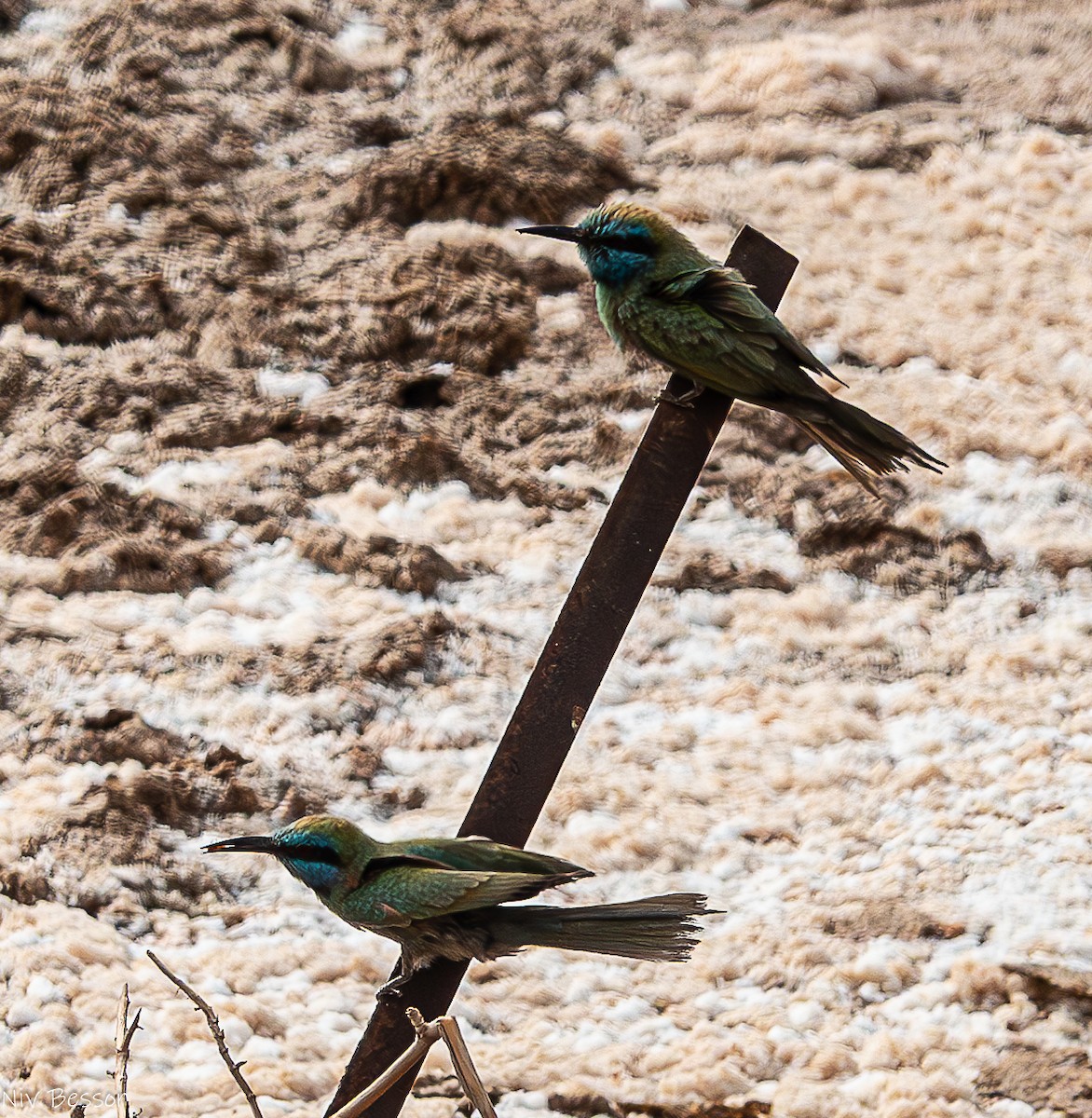 Arabian Green Bee-eater - ML636952468