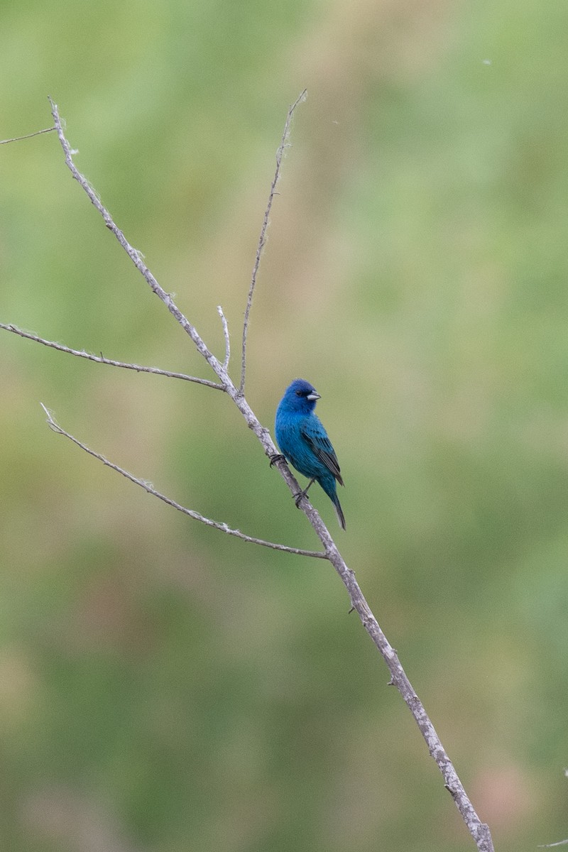 Indigo Bunting - ML636952564