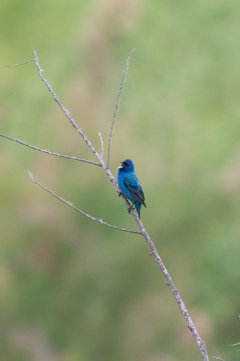 Indigo Bunting - ML636952565
