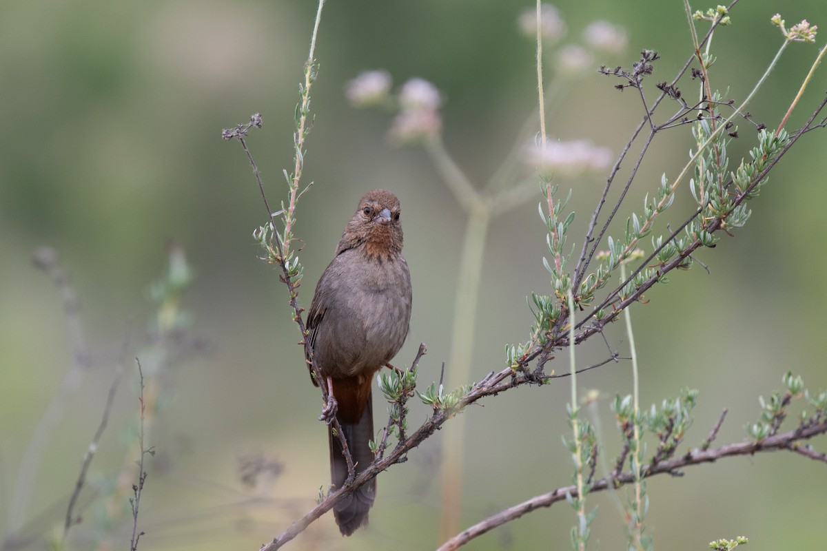 California Towhee - ML636952575