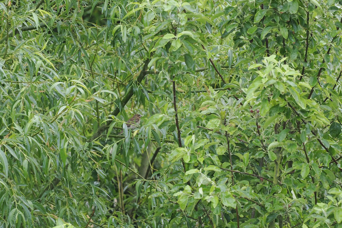Gailupa karmina - ML636952581