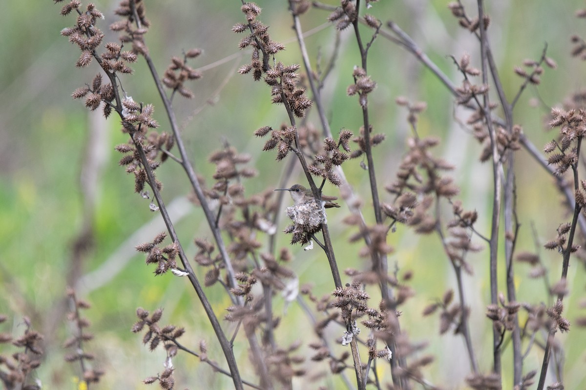 Anna's Hummingbird - ML636952650