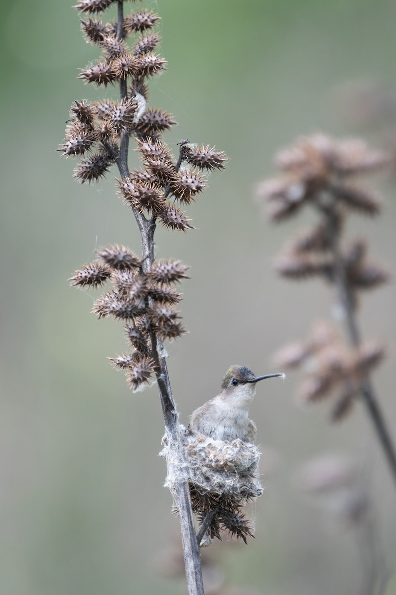 Anna's Hummingbird - ML636952652