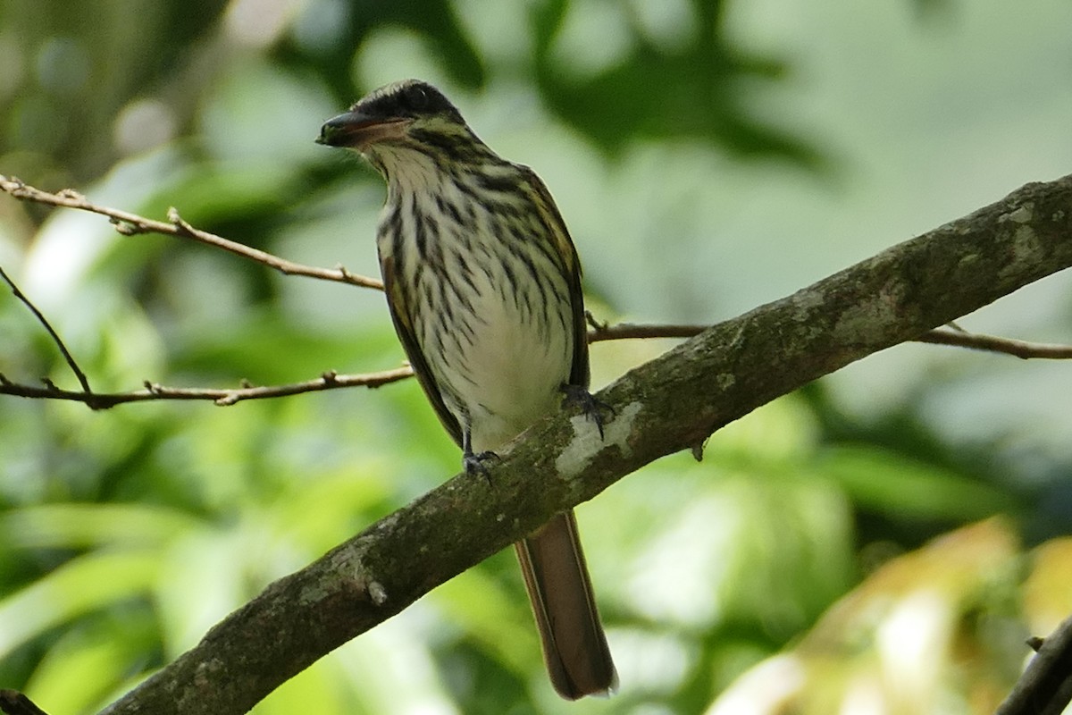 Streaked Flycatcher - ML636952754