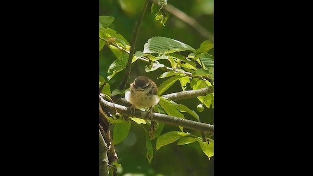 チャバラマユミソサザイ - ML636952855