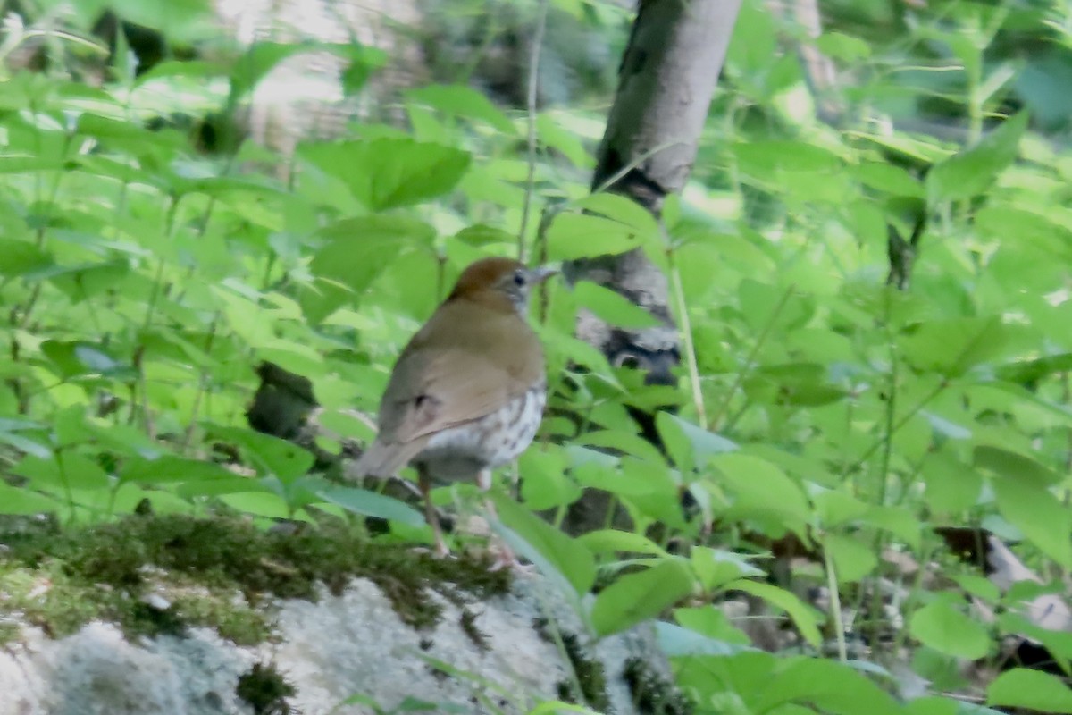 Wood Thrush - ML636952948