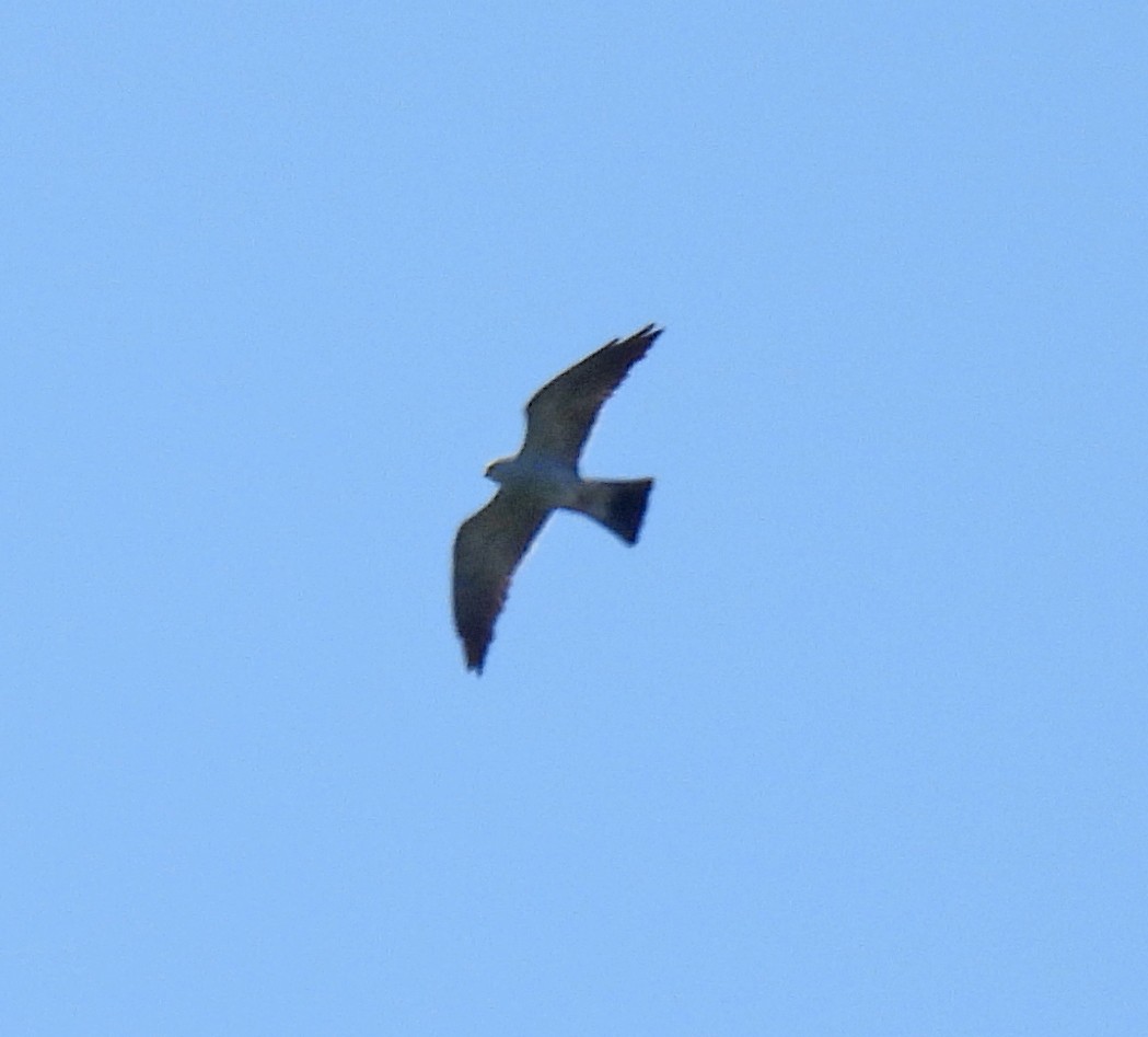 Mississippi Kite - ML636953012