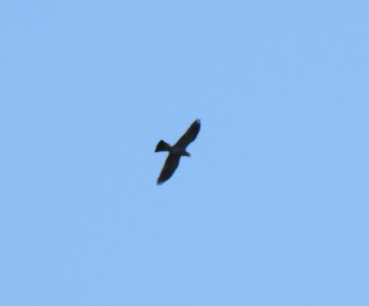 Mississippi Kite - ML636953014