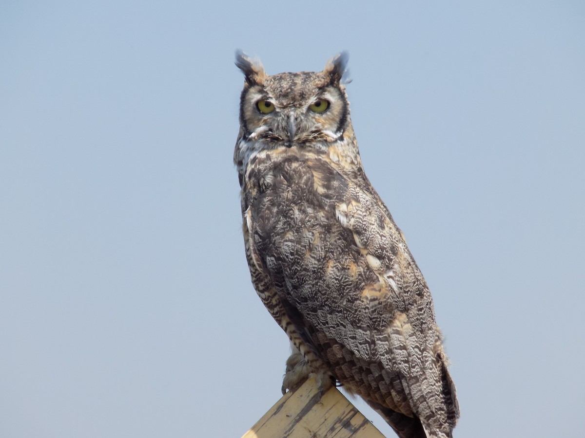 Great Horned Owl - ML636953027