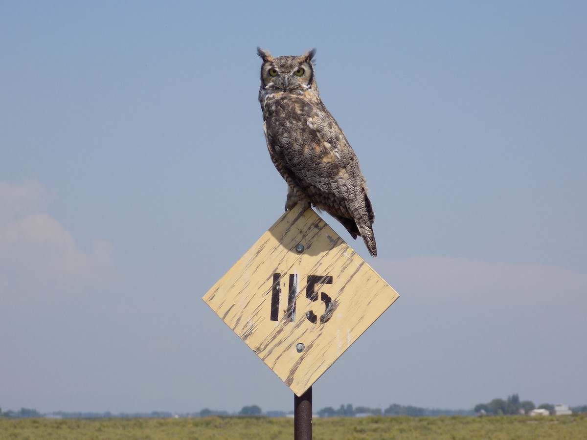 Great Horned Owl - ML636953028
