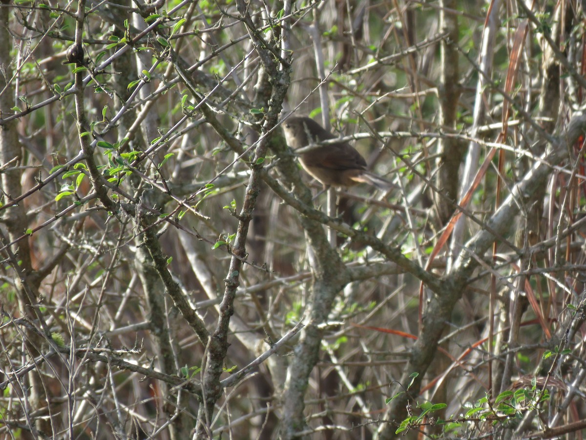 Sharp-billed Canastero - ML636953167