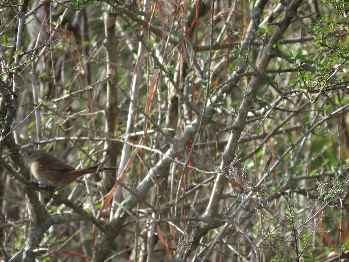 Sharp-billed Canastero - ML636953172