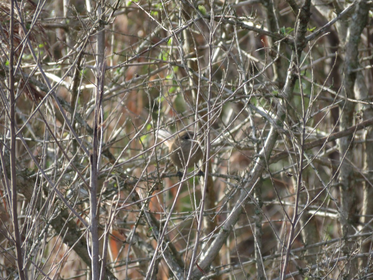 Sharp-billed Canastero - ML636953177