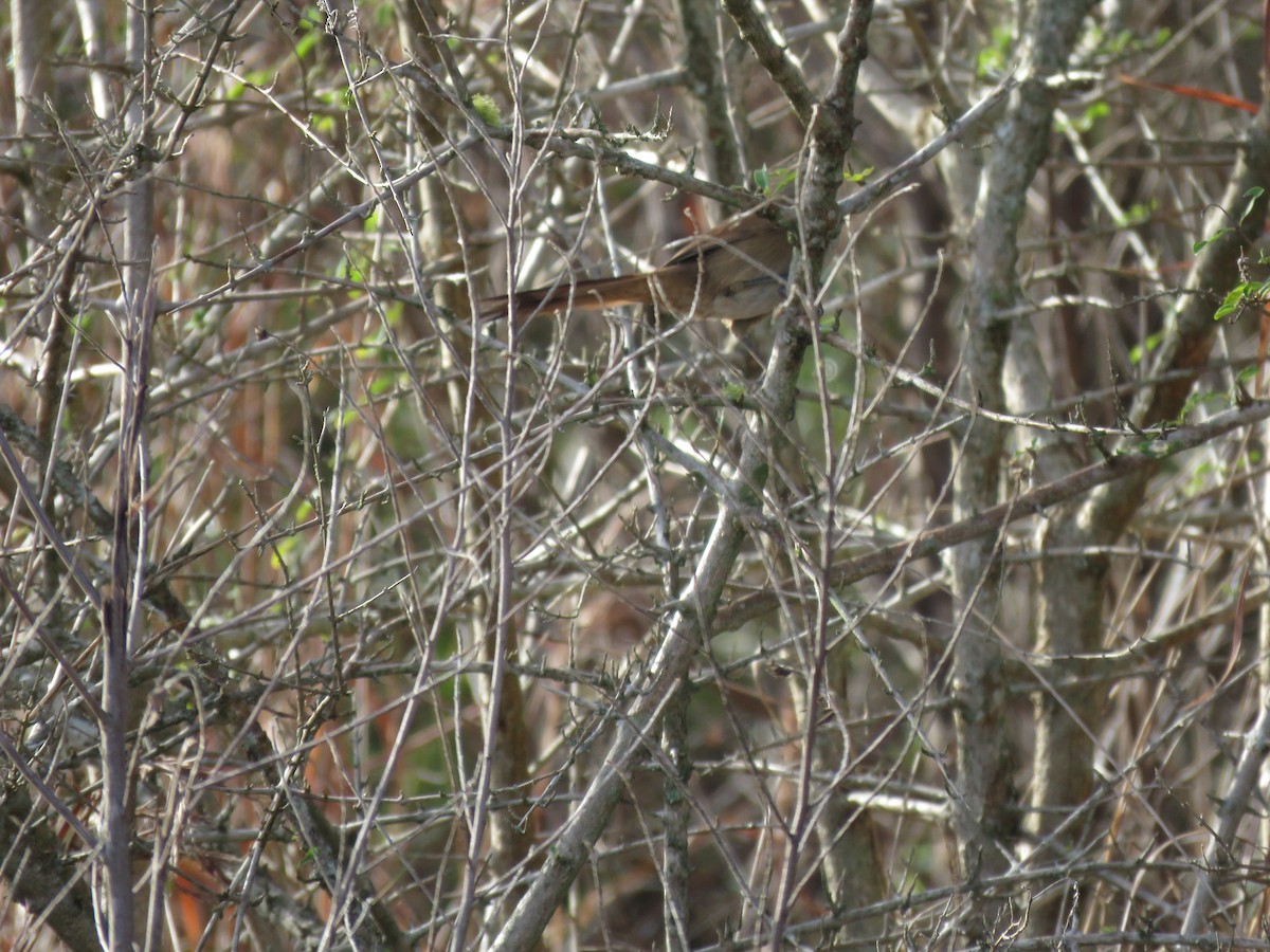 Sharp-billed Canastero - ML636953178