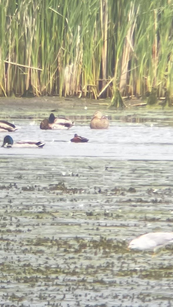 Cinnamon Teal - ML636953234