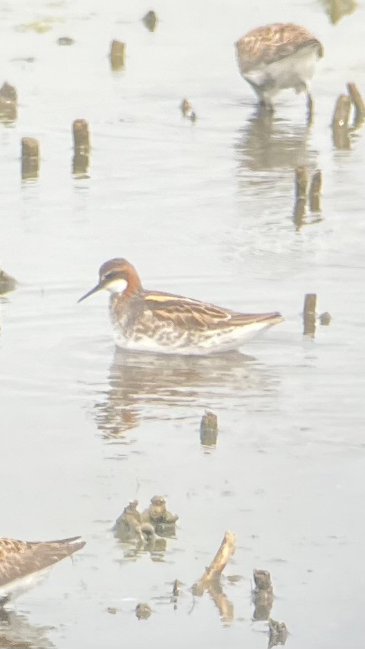 Red-necked Phalarope - ML636953248