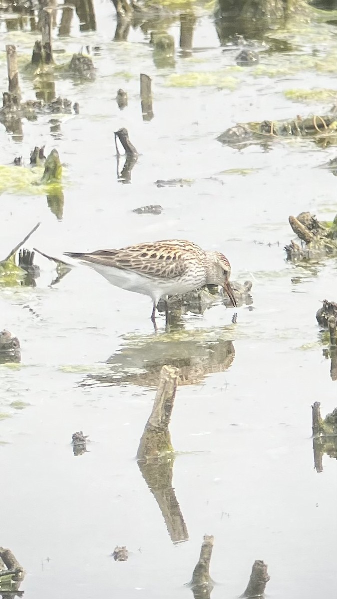 White-rumped Sandpiper - ML636953252
