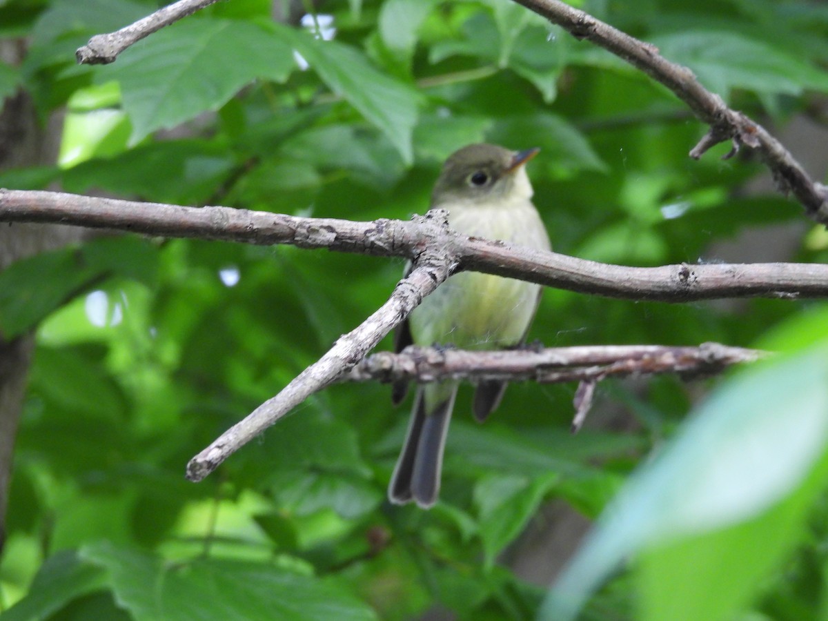 Sarı Karınlı Boreal Sinekkapan - ML636953270
