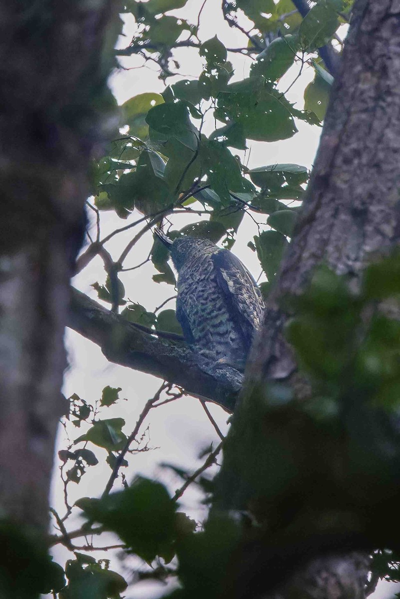 Spot-bellied Eagle-Owl - ML636953320