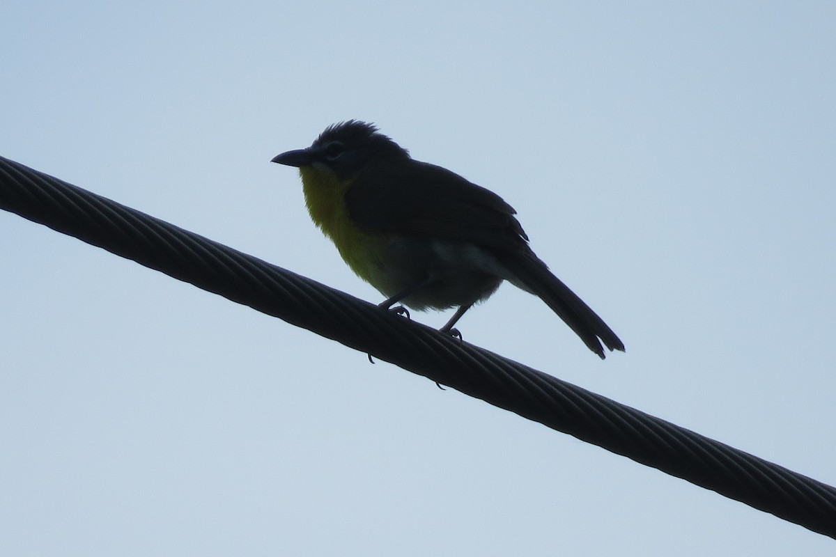 Yellow-breasted Chat - ML636953321