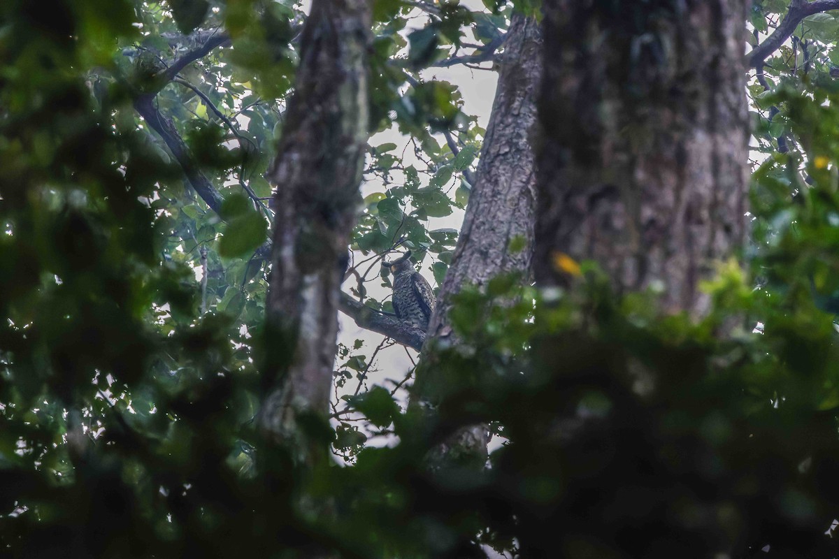 Spot-bellied Eagle-Owl - ML636953325