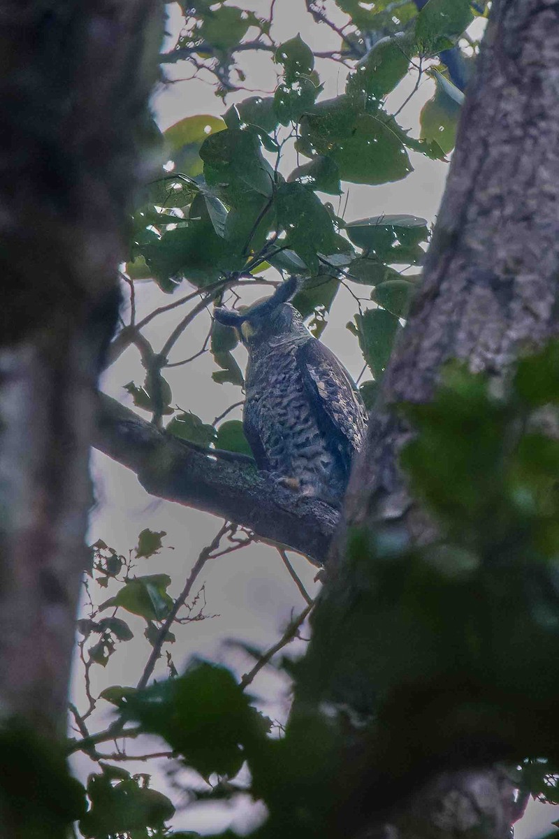 Spot-bellied Eagle-Owl - ML636953327