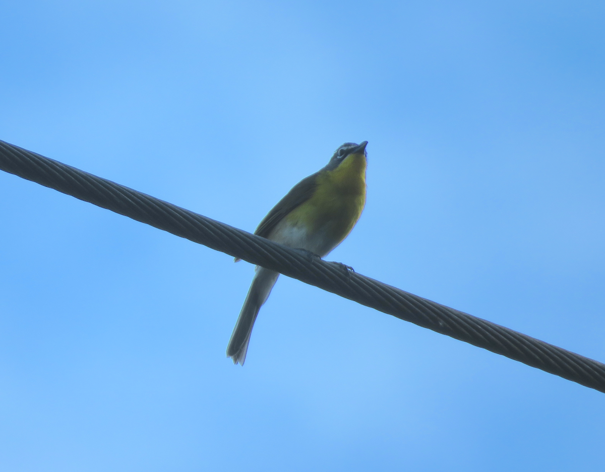 Yellow-breasted Chat - ML636953338