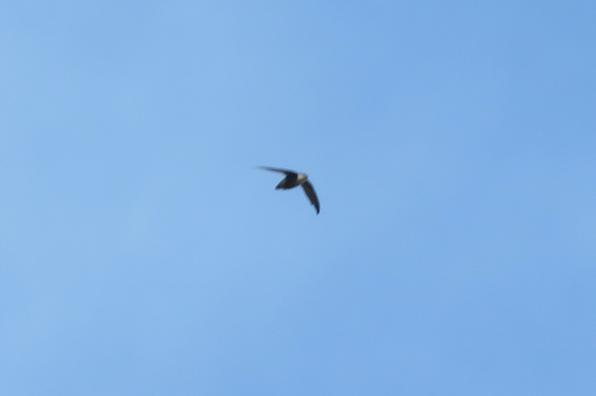 Chimney Swift - ML636953382