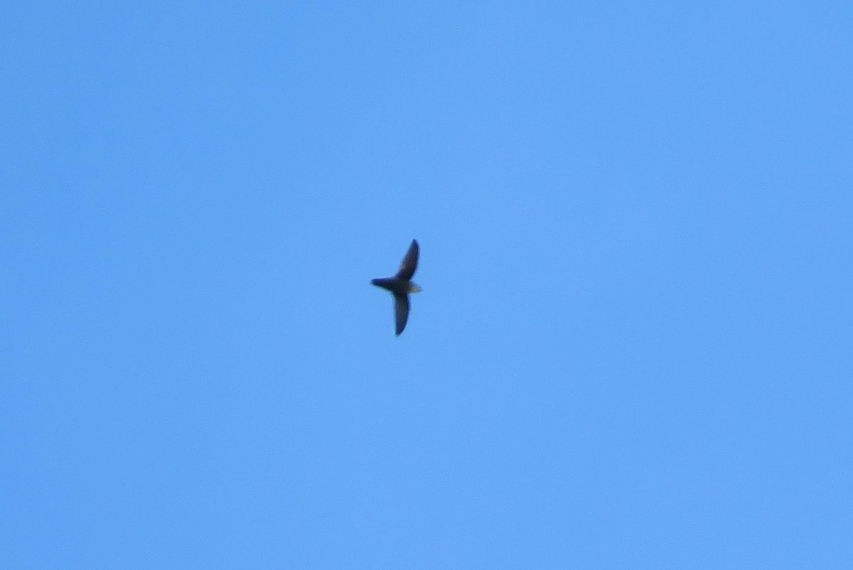 Chimney Swift - ML636953383