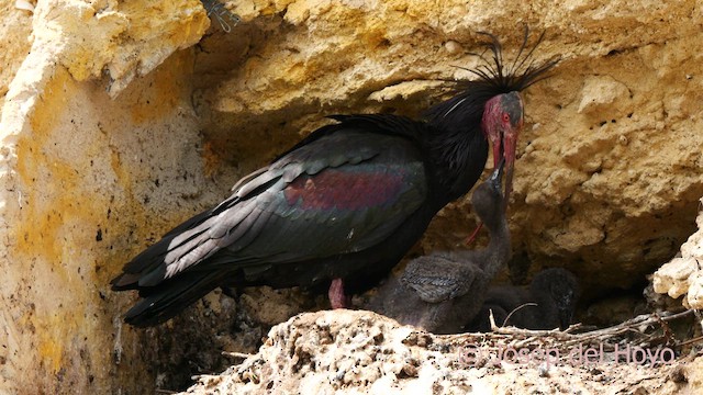 Northern Bald Ibis - ML636953401