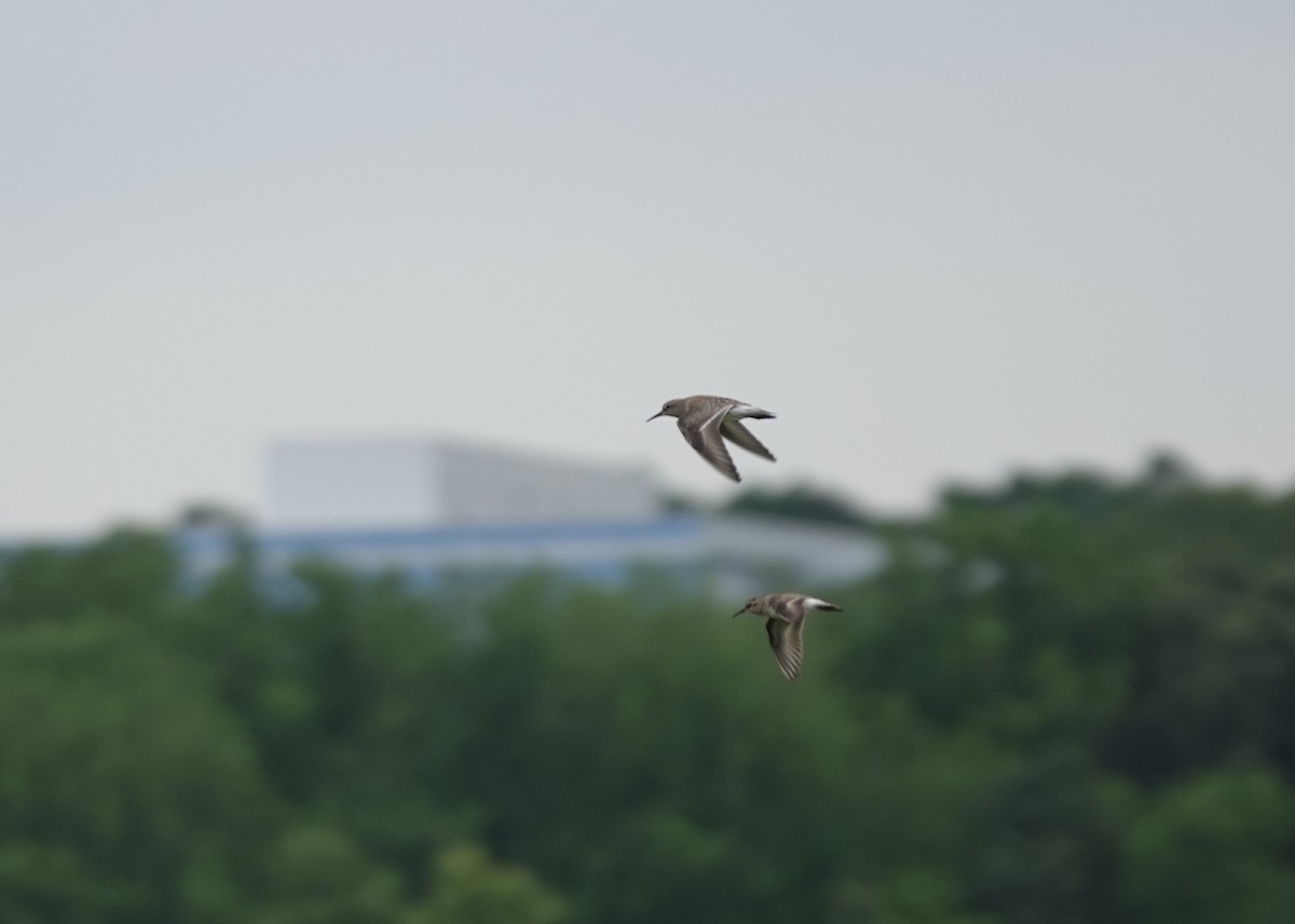 White-rumped Sandpiper - ML636953515