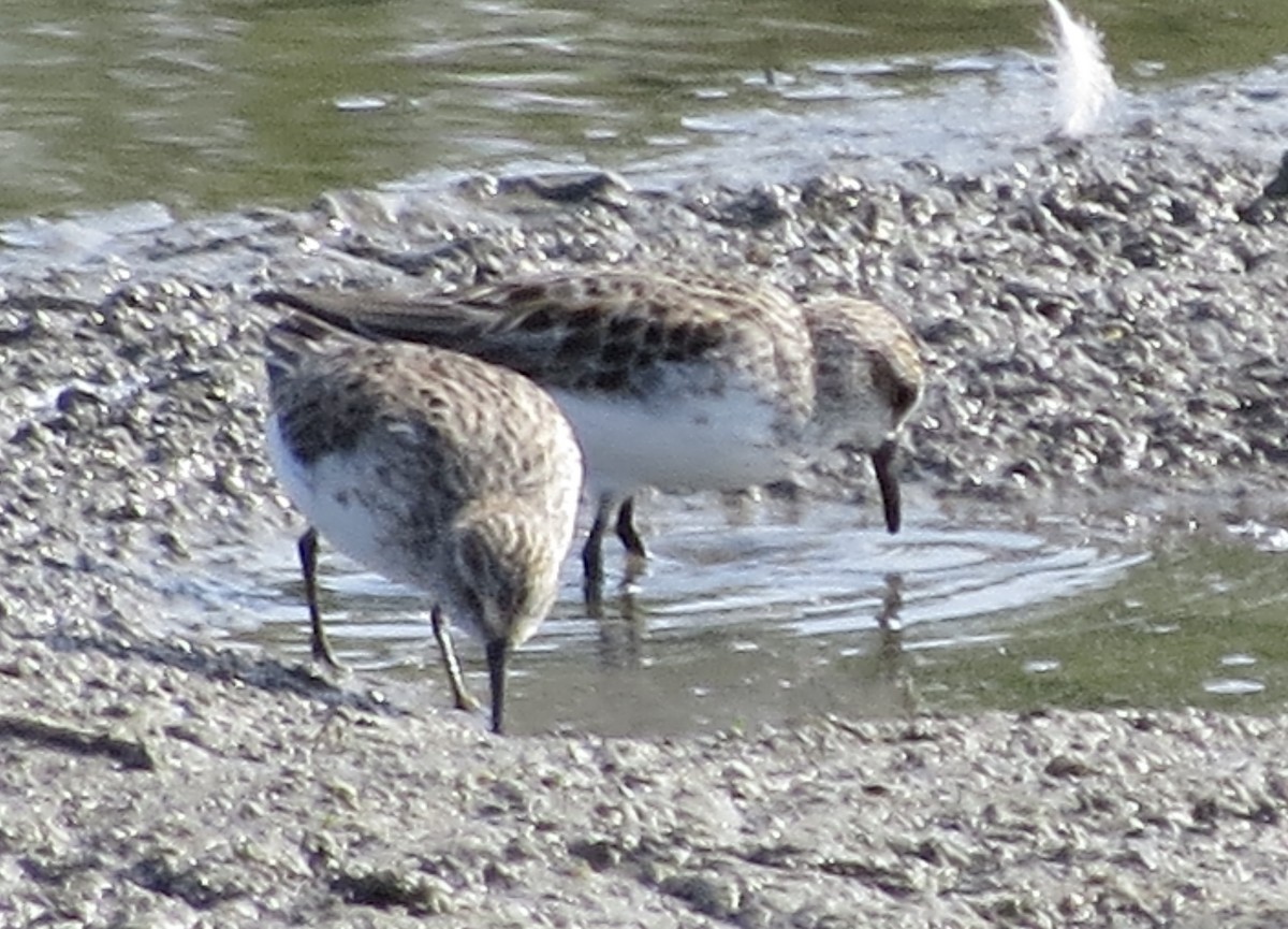 Semipalmated Sandpiper - Gregory Miller 🦆 (no playback)