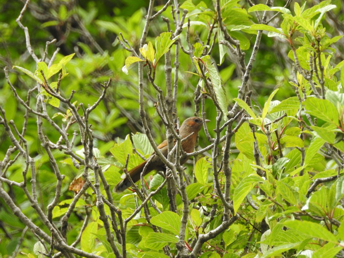 Streaked Laughingthrush - ML636953645