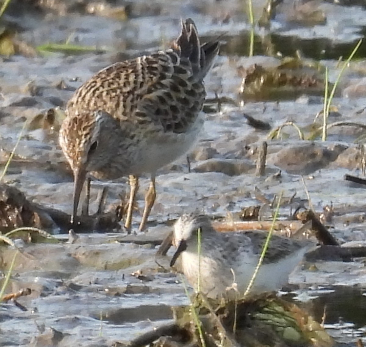 Pectoral Sandpiper - ML636953679