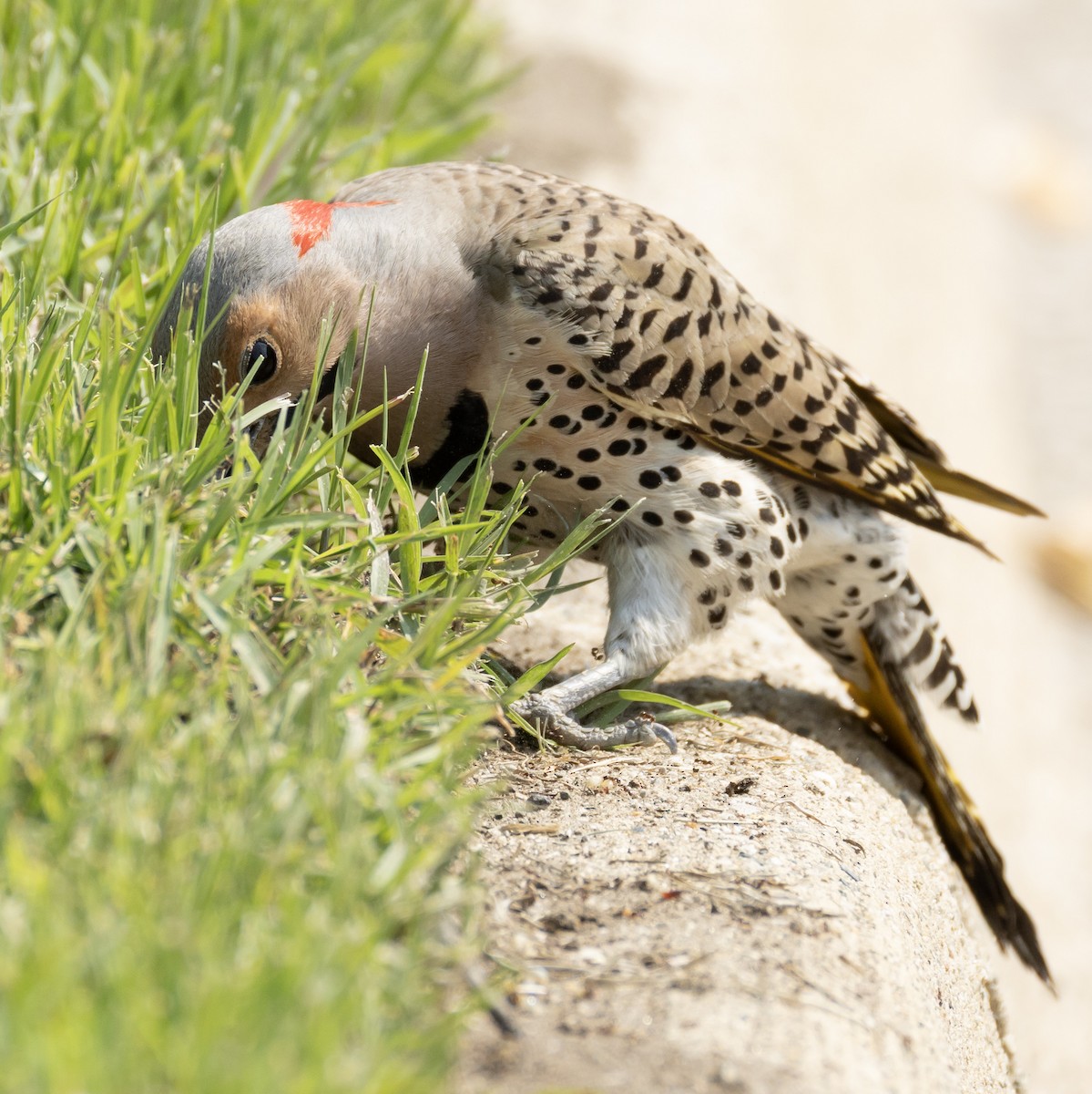 Northern Flicker - ML636953724