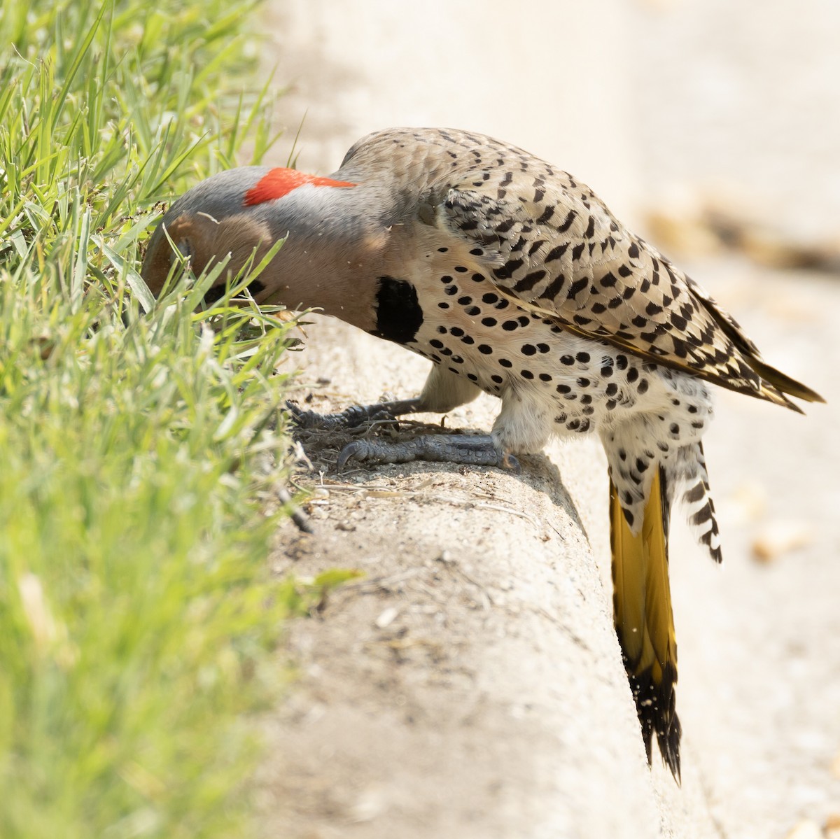 Northern Flicker - ML636953725