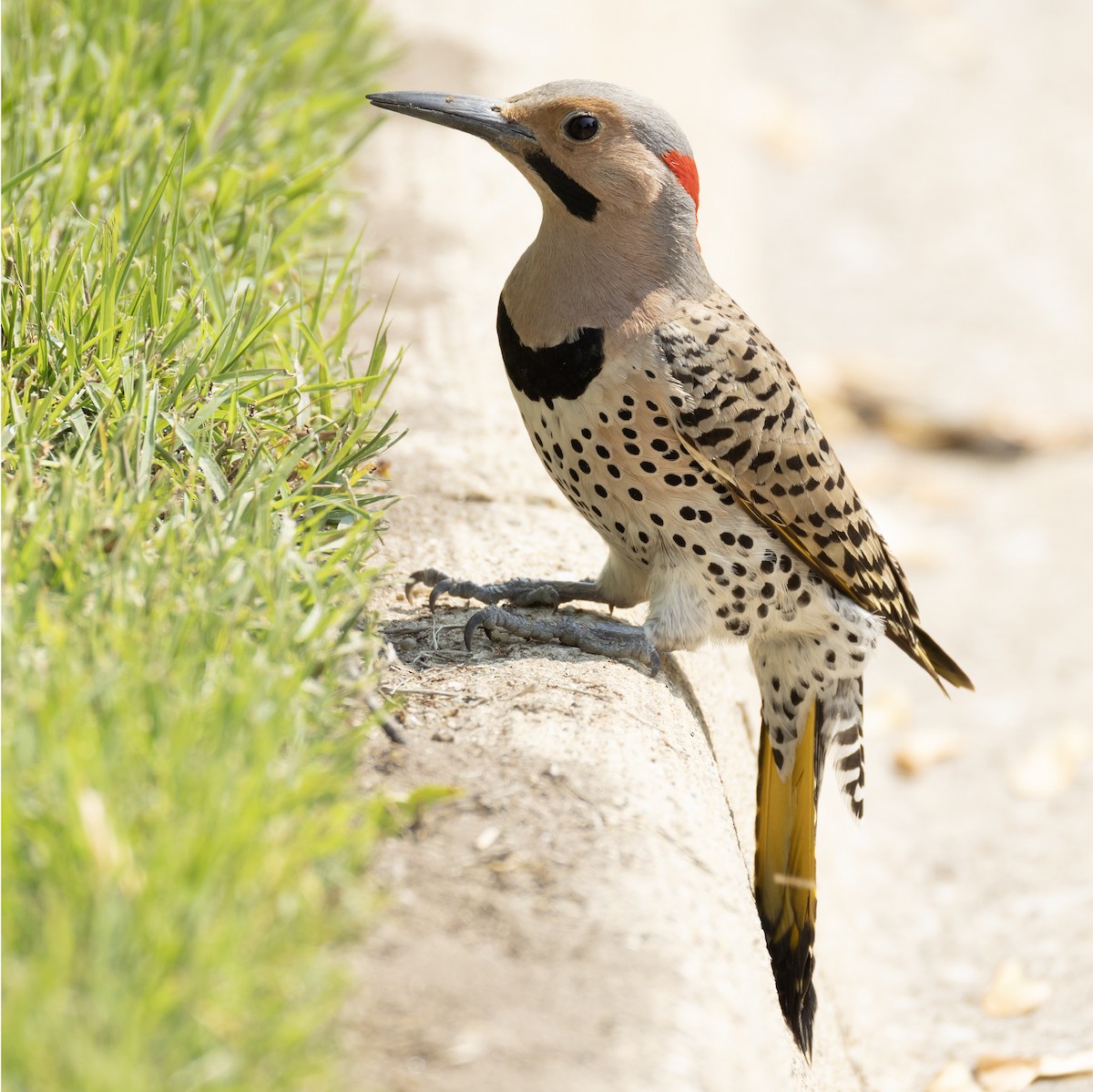 Northern Flicker - ML636953727