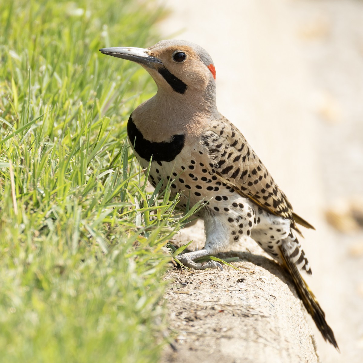 Northern Flicker - ML636953728
