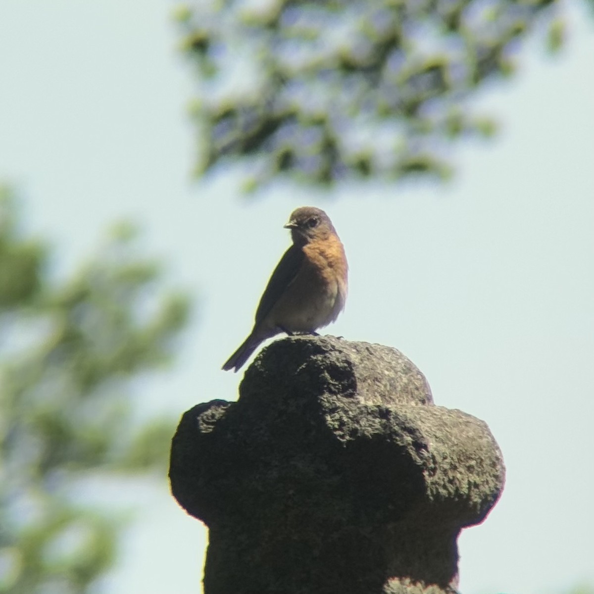 Eastern Bluebird - ML636953729