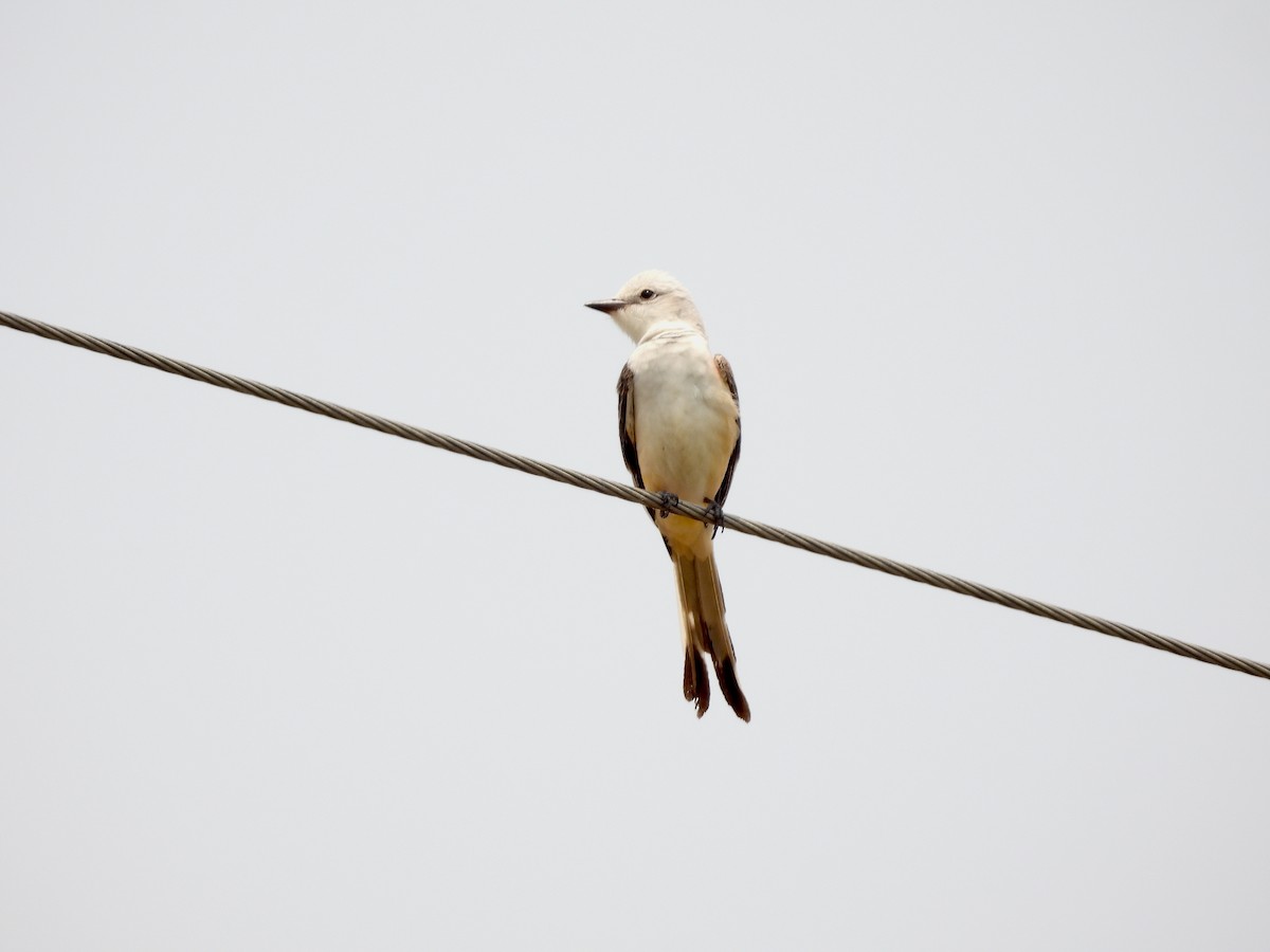 Scissor-tailed Flycatcher - ML636953742