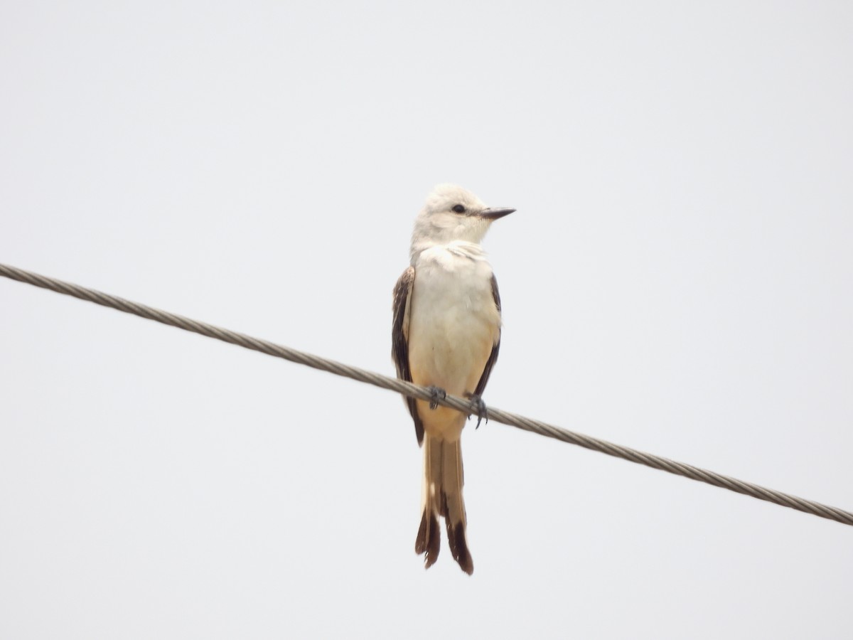 Scissor-tailed Flycatcher - ML636953745