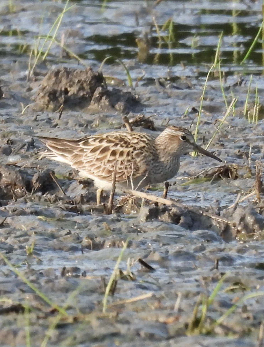 Pectoral Sandpiper - ML636953787