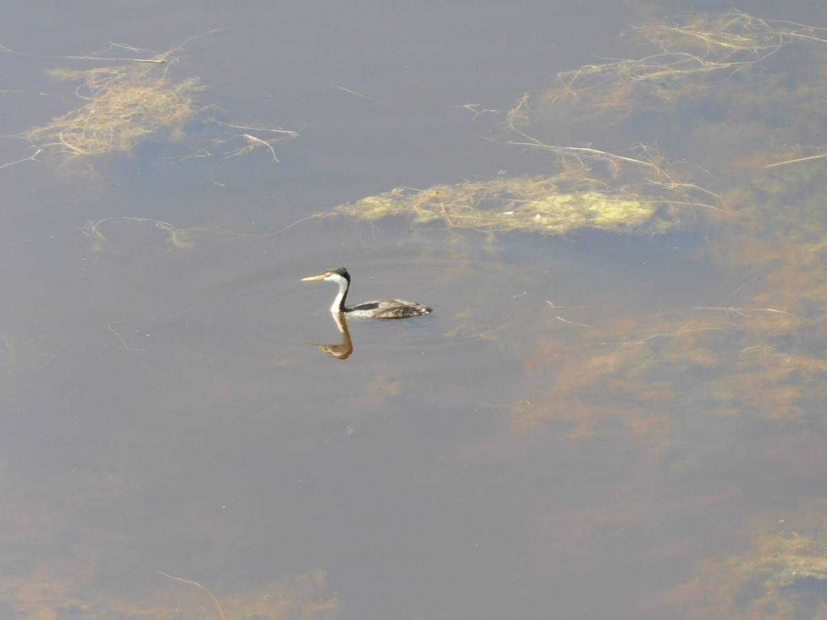Clark's Grebe - ML636953803