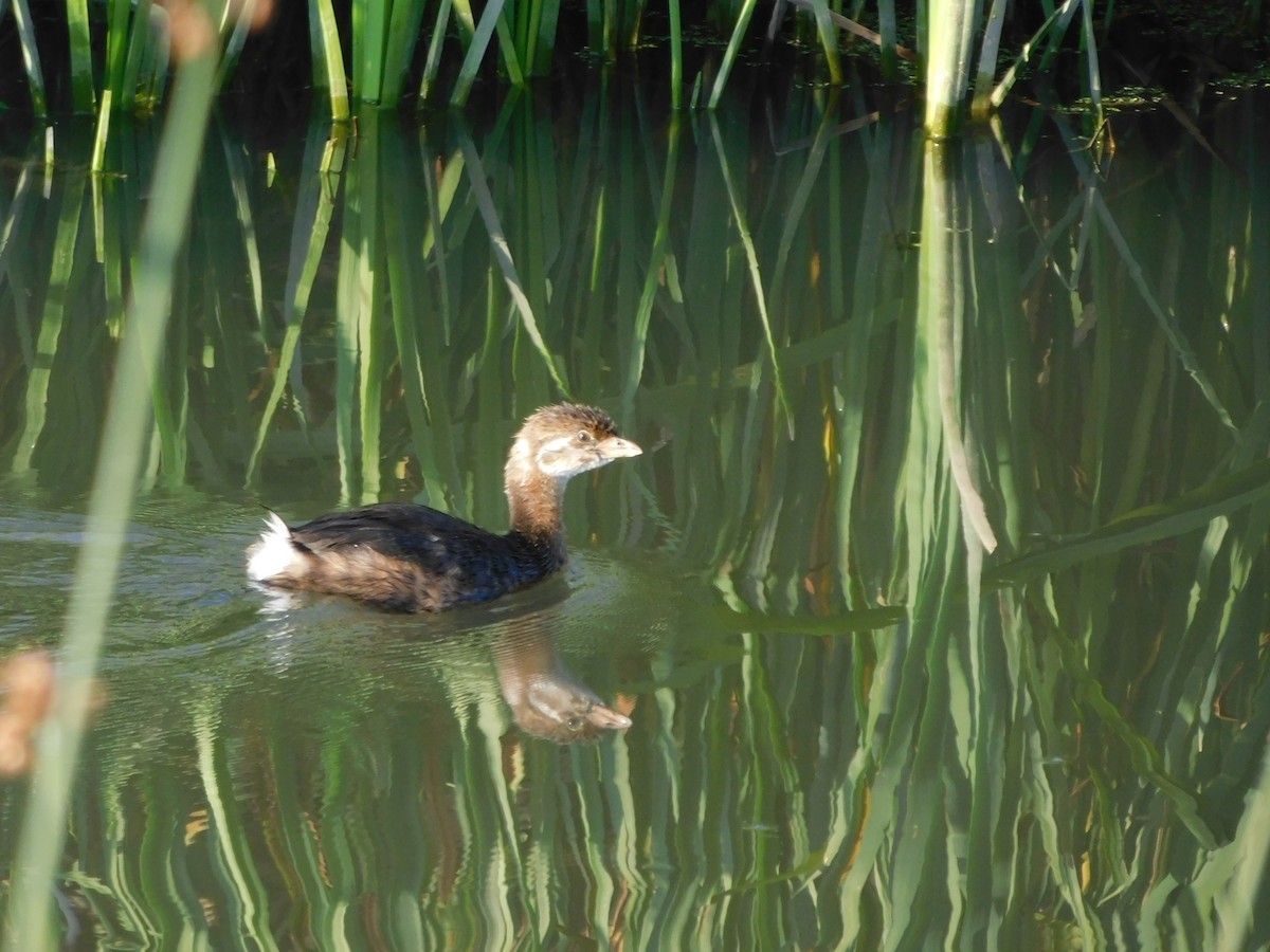 Pied-billed Grebe - ML636953845