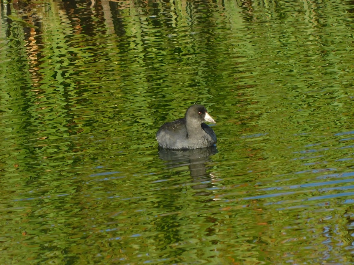 American Coot - ML636953871