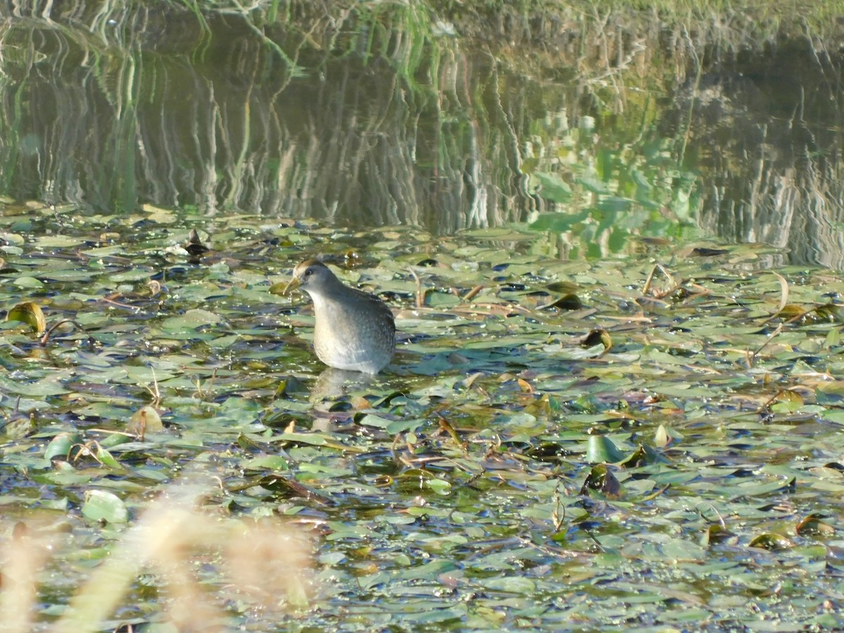 Sora - ML636953881