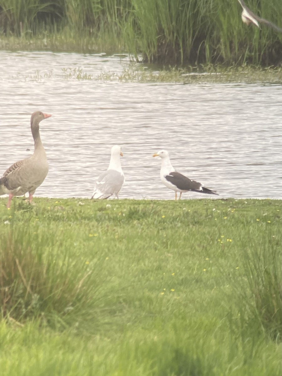 Lesser Black-backed Gull (fuscus) - ML636953897