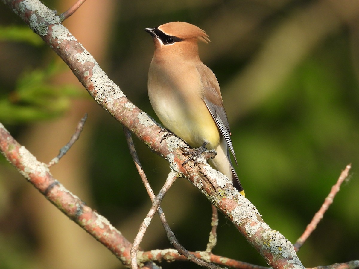 Cedar Waxwing - ML636953898