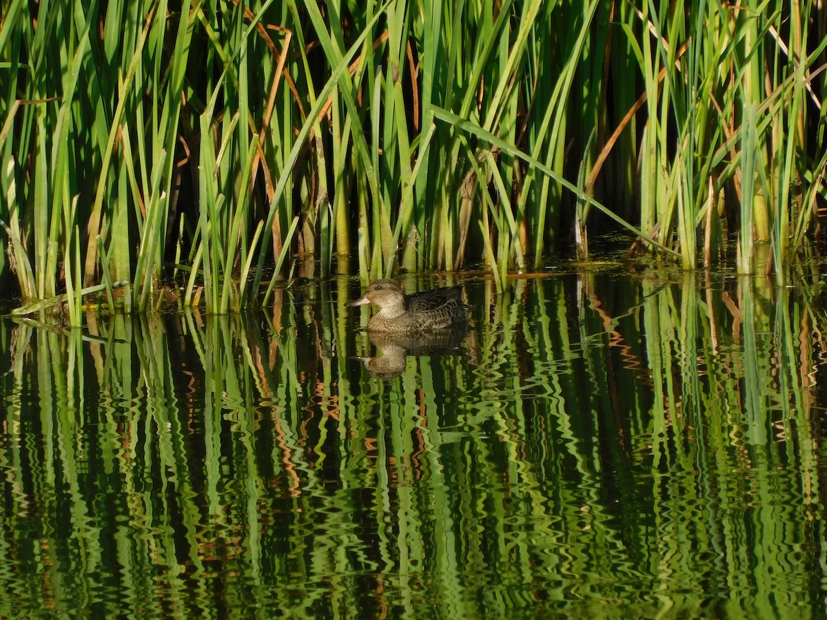 Cinnamon Teal - ML636953917